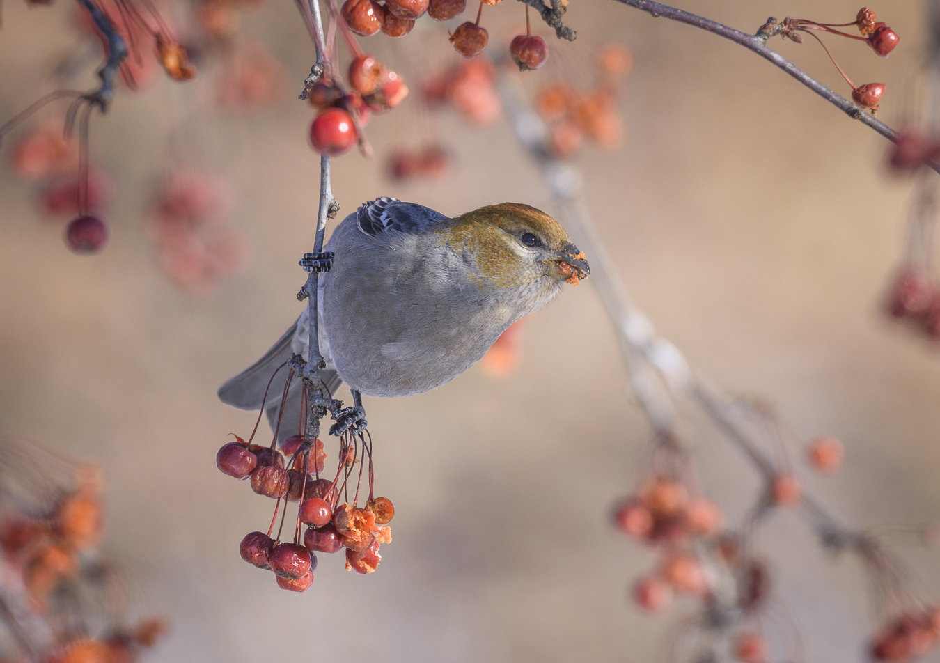 Pine grosbeak (female)
