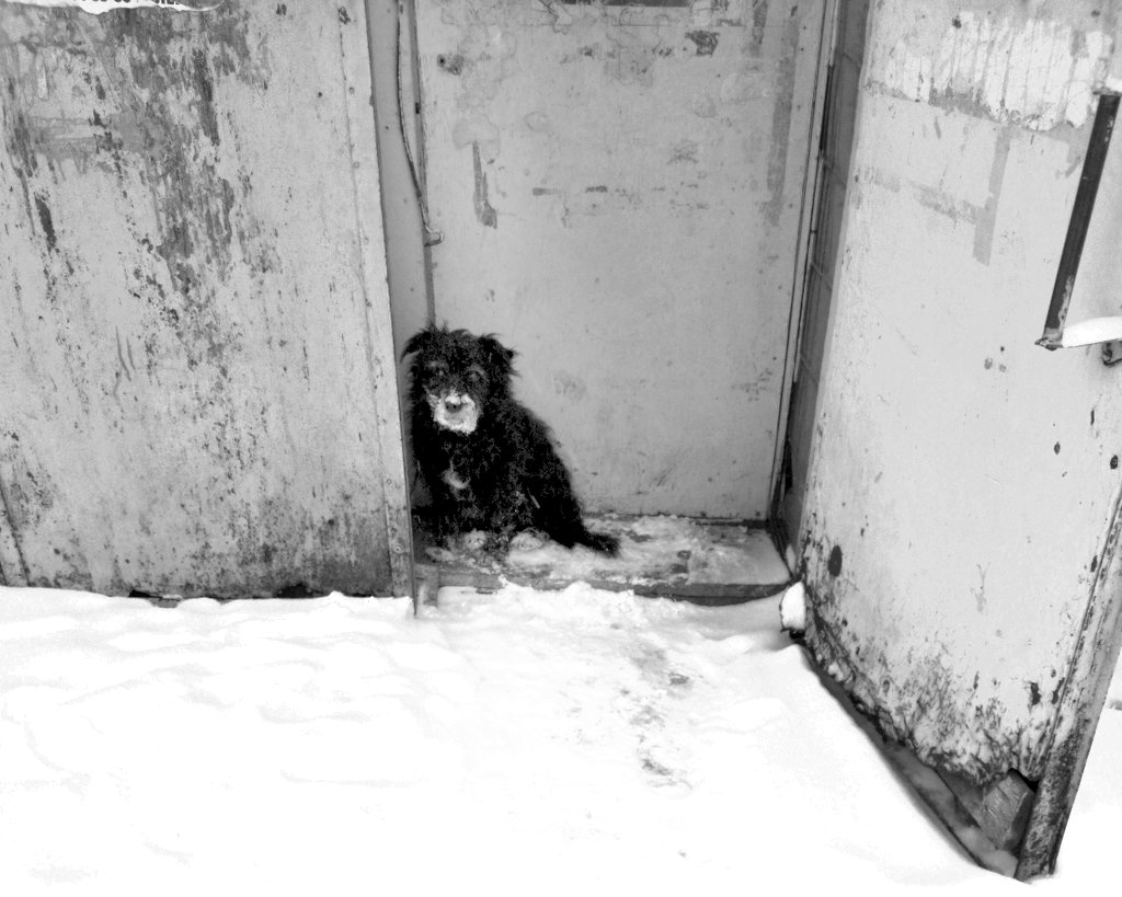 Черным по белому