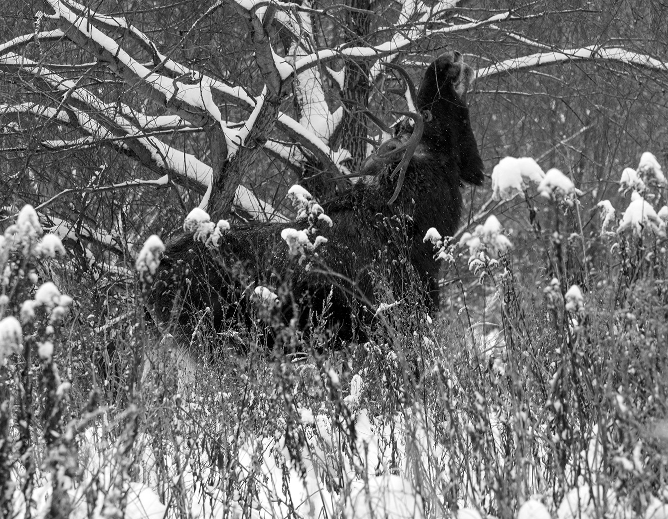 Черным по белому