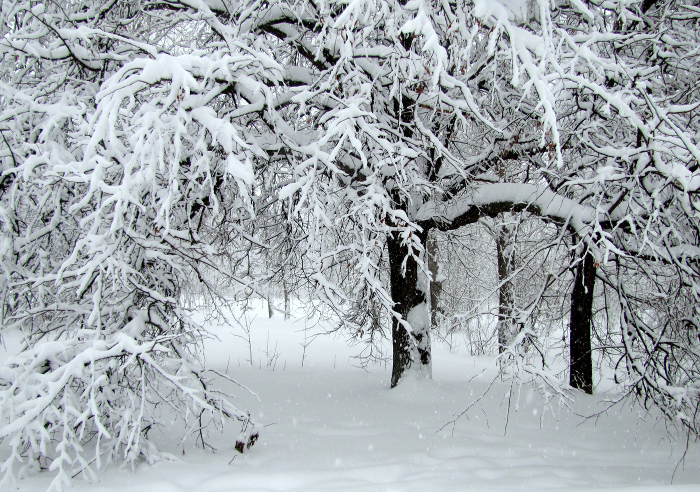 Роскошная красавица