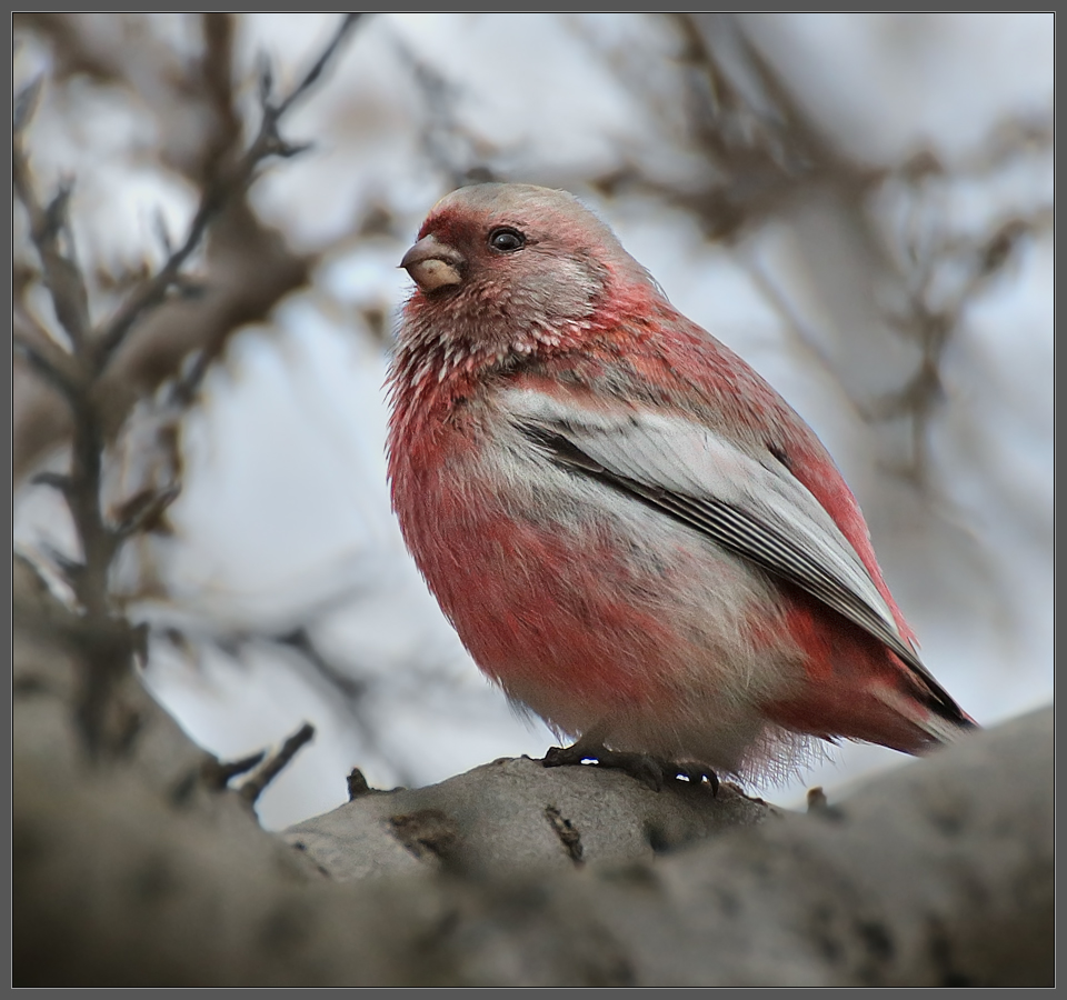 Сердитый урагус