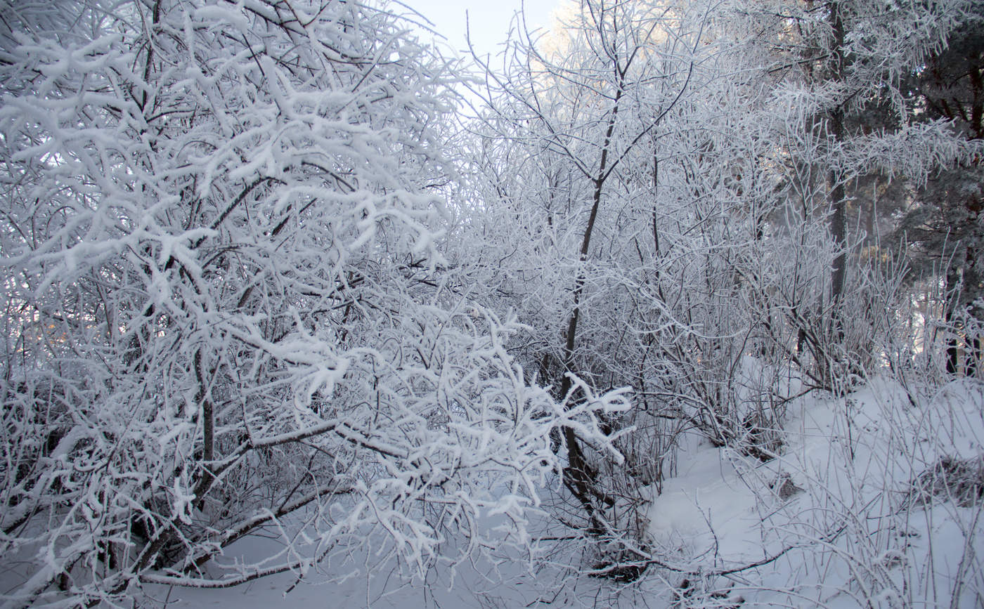 Торжество зимы.