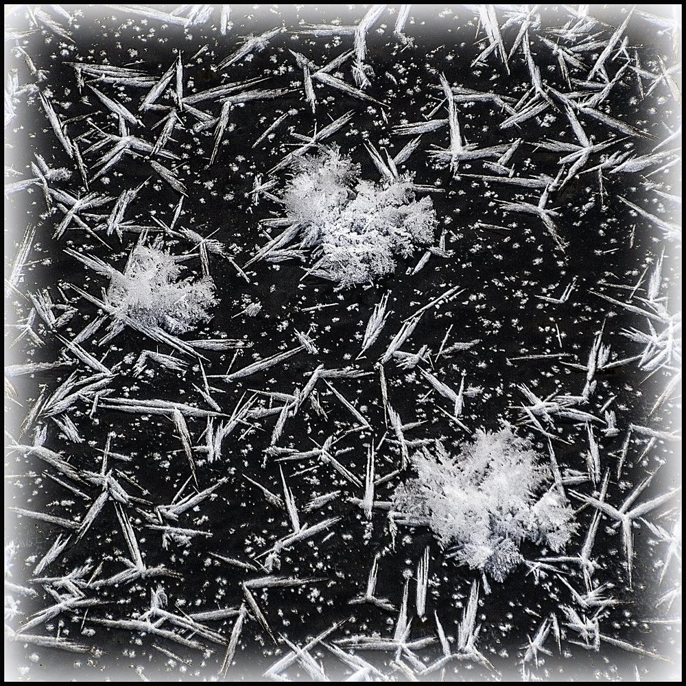 Зимние цветы.