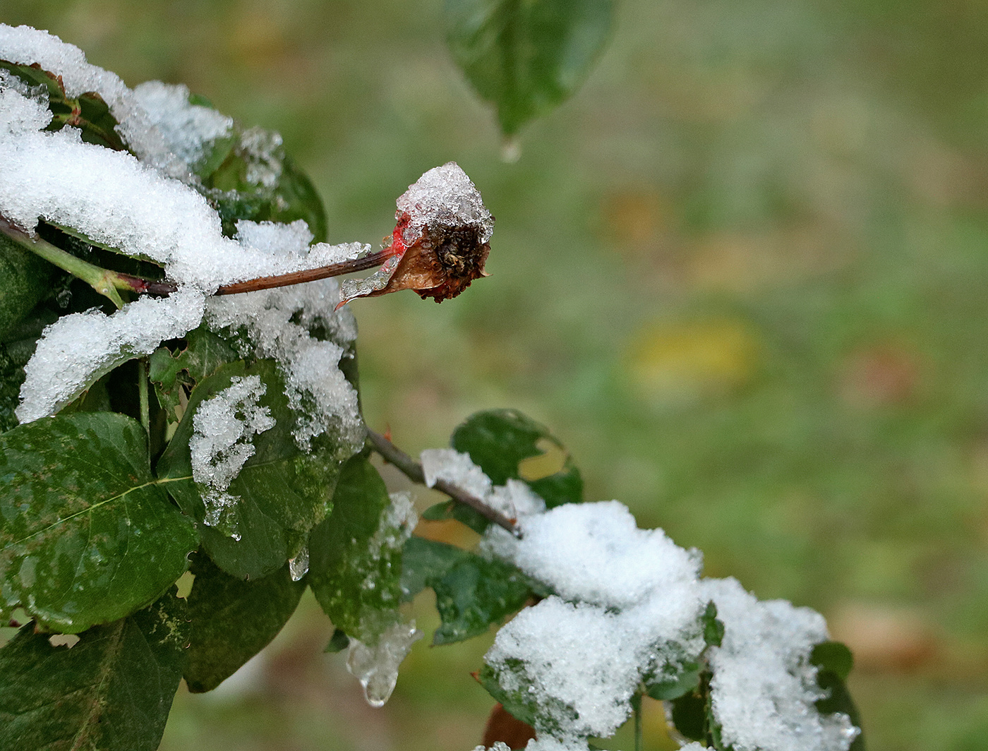 В белом чепчике
