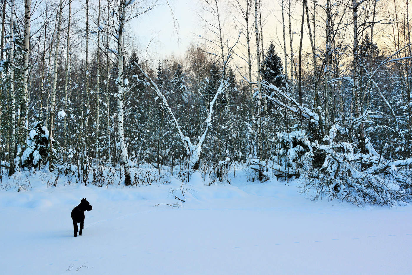 "Тишину можно вдыхать, как запах ..."