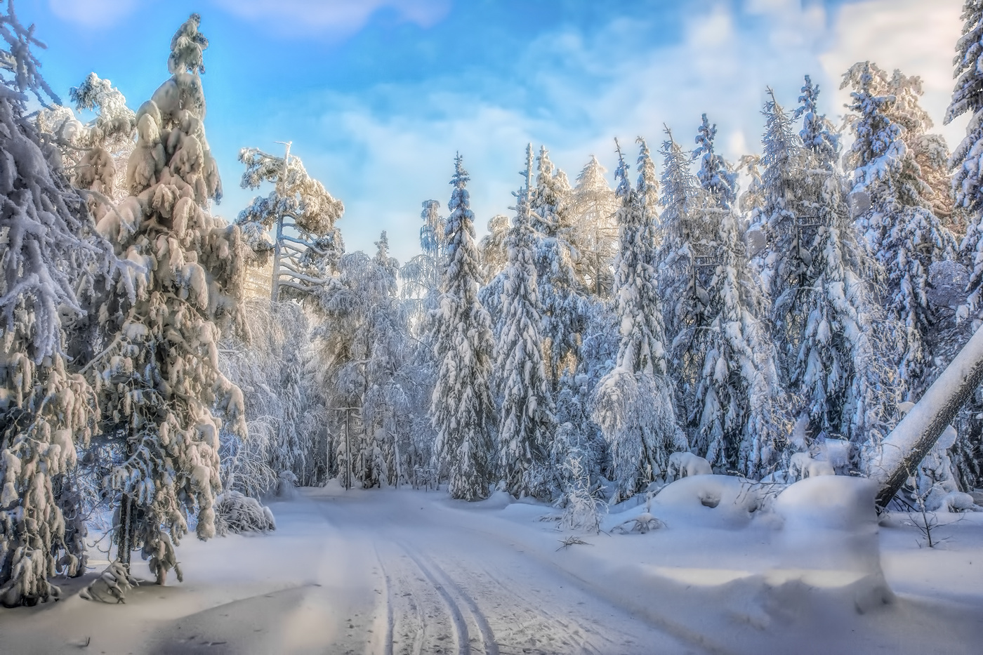 Лесная сказка