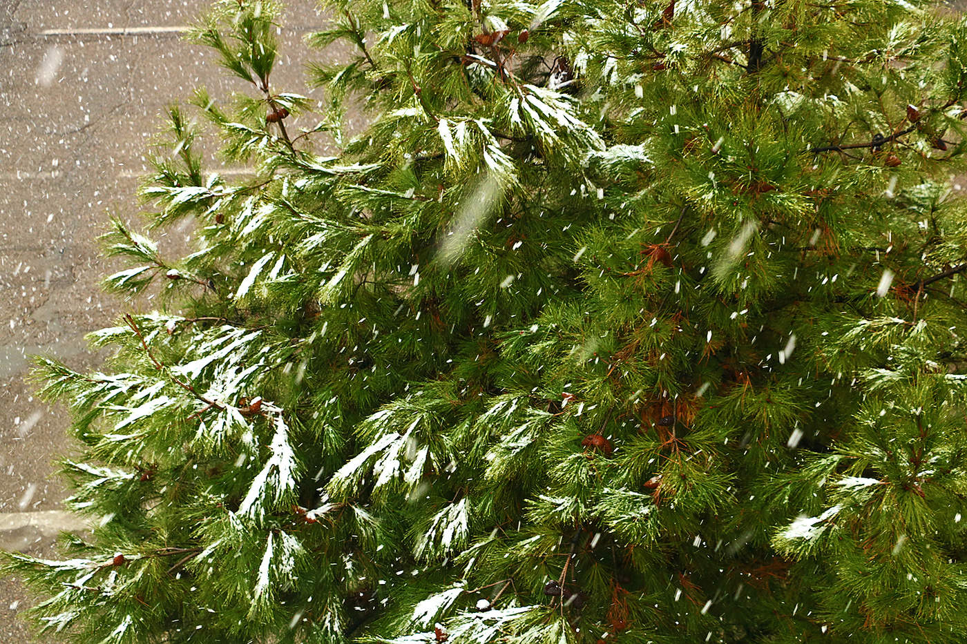 Снег идет...