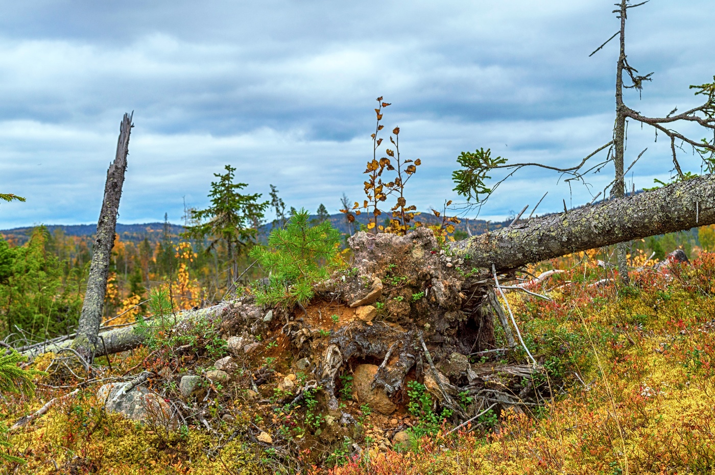 Жизнь продолжается.