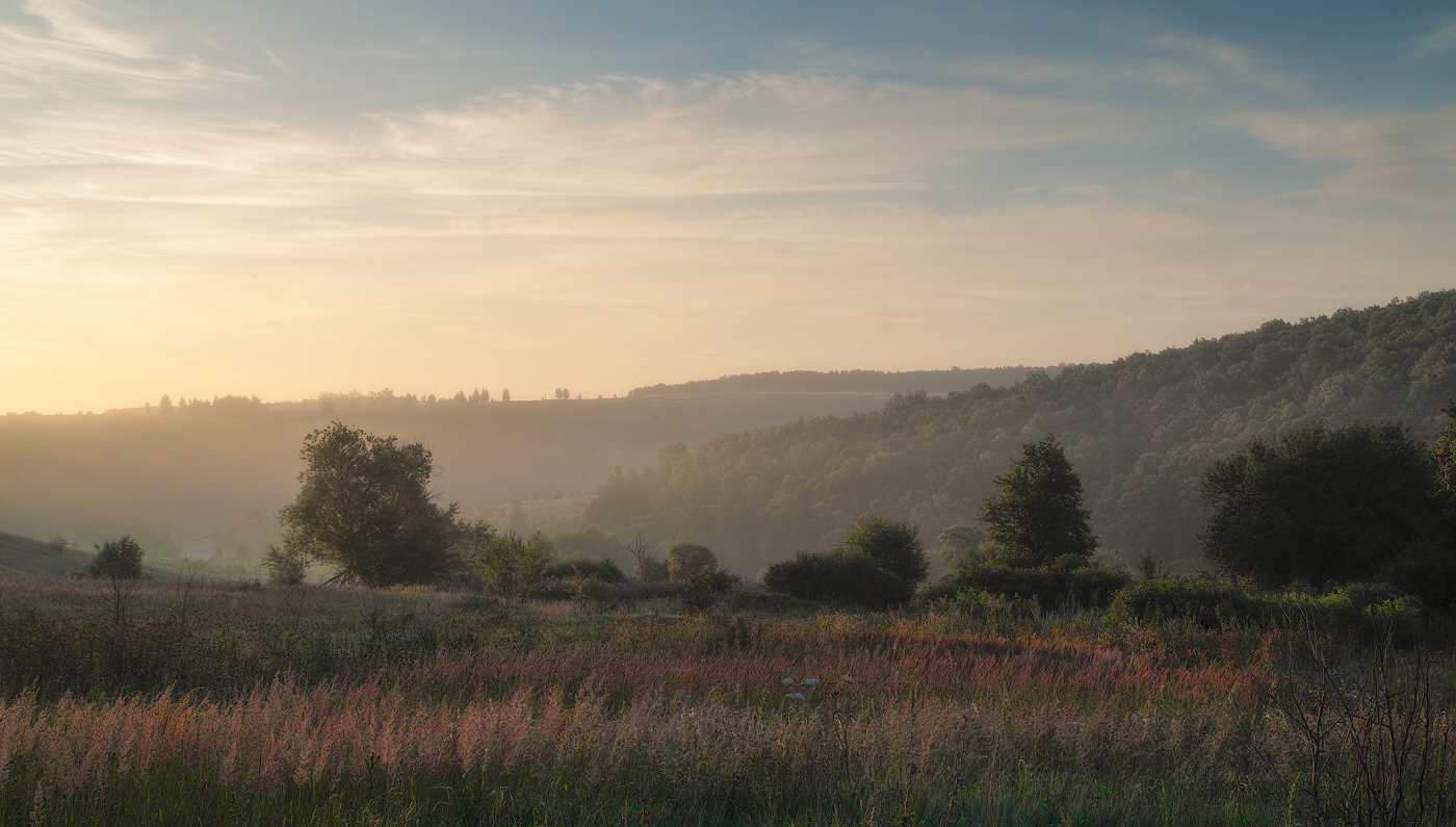 Луговые травы