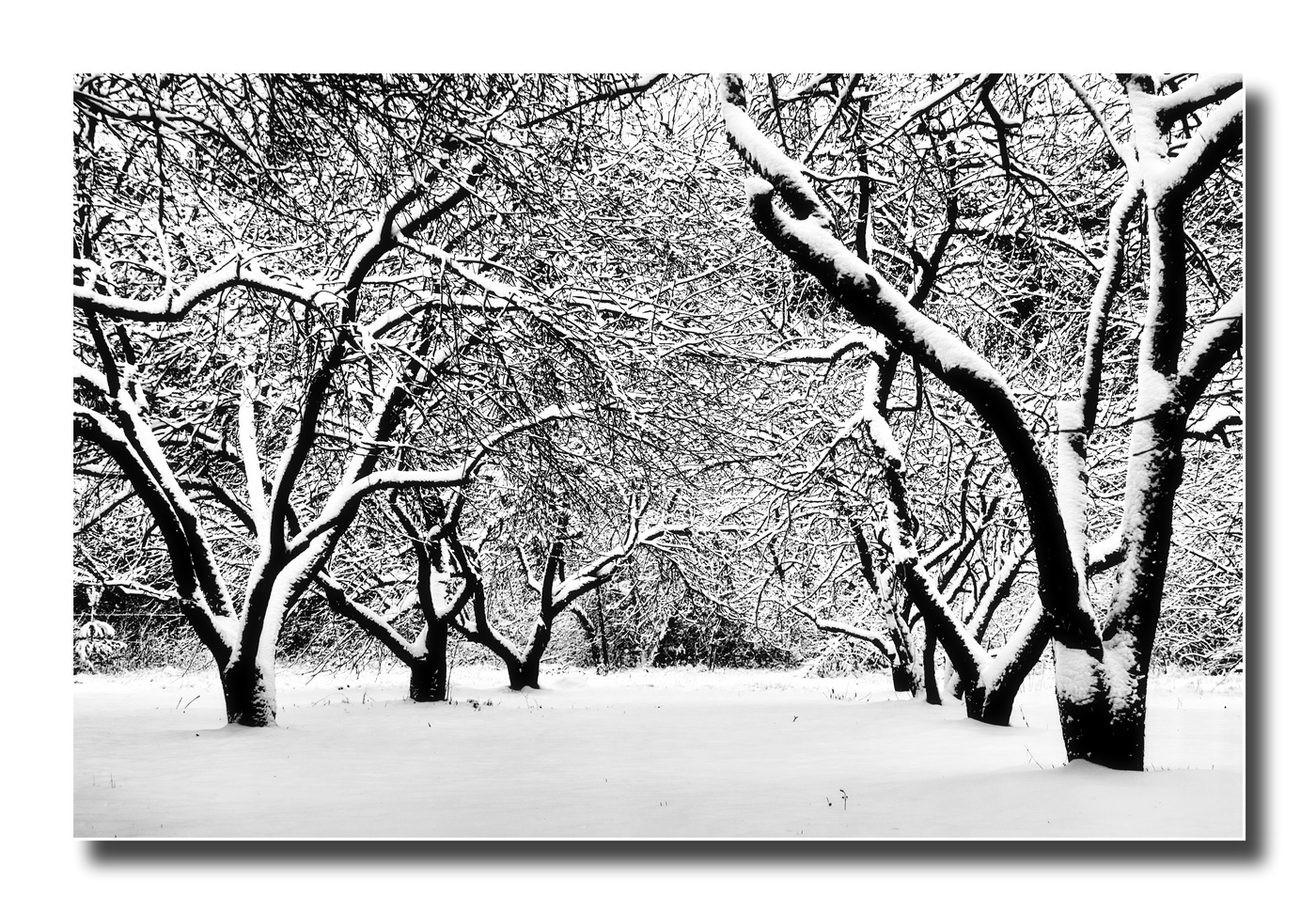 зимний этюд