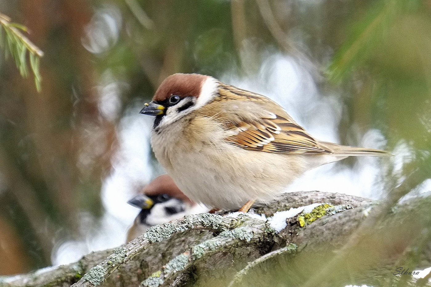 Птица воробей.