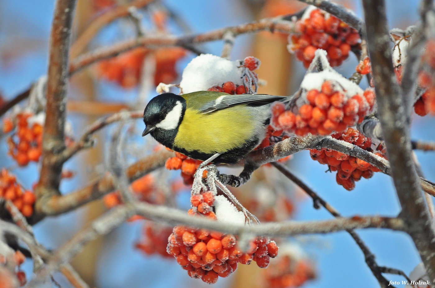 Синица и замерзшие рябины