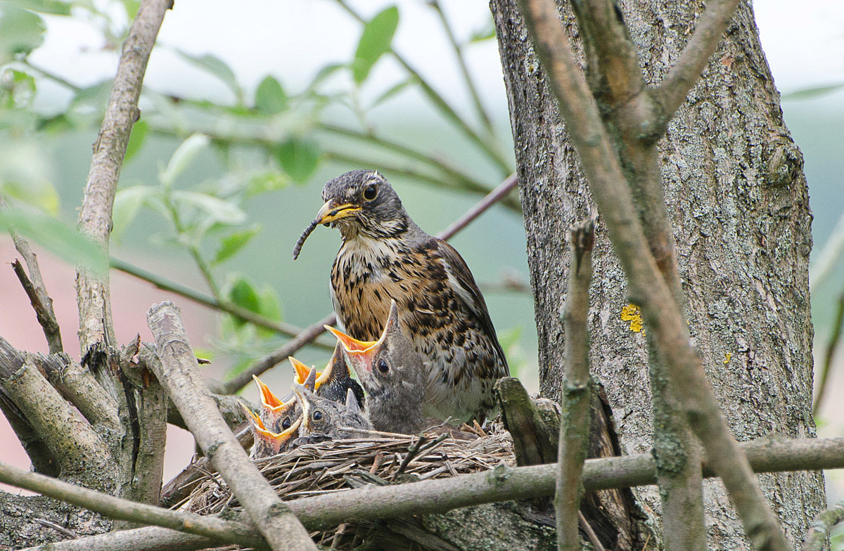 Шестеро по лавкам