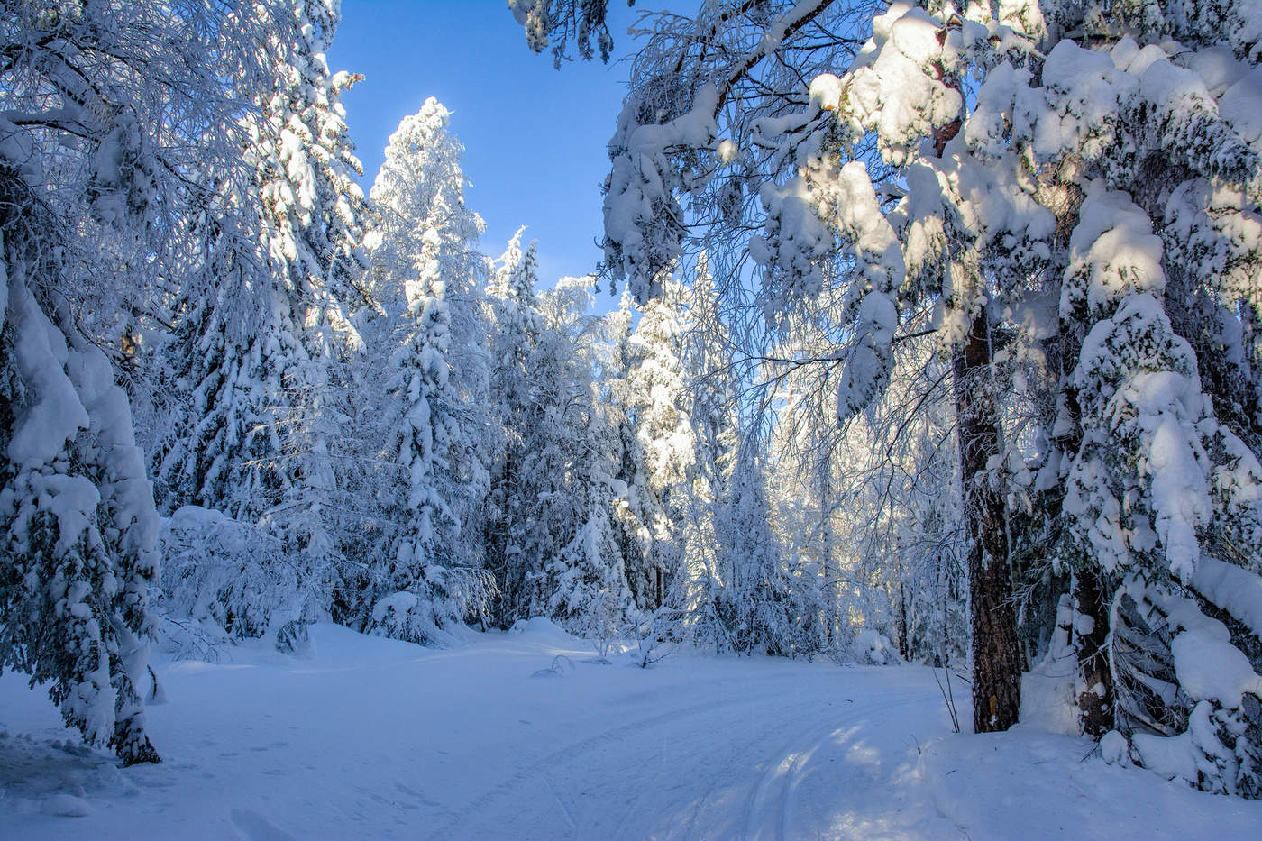 Голубая тайга