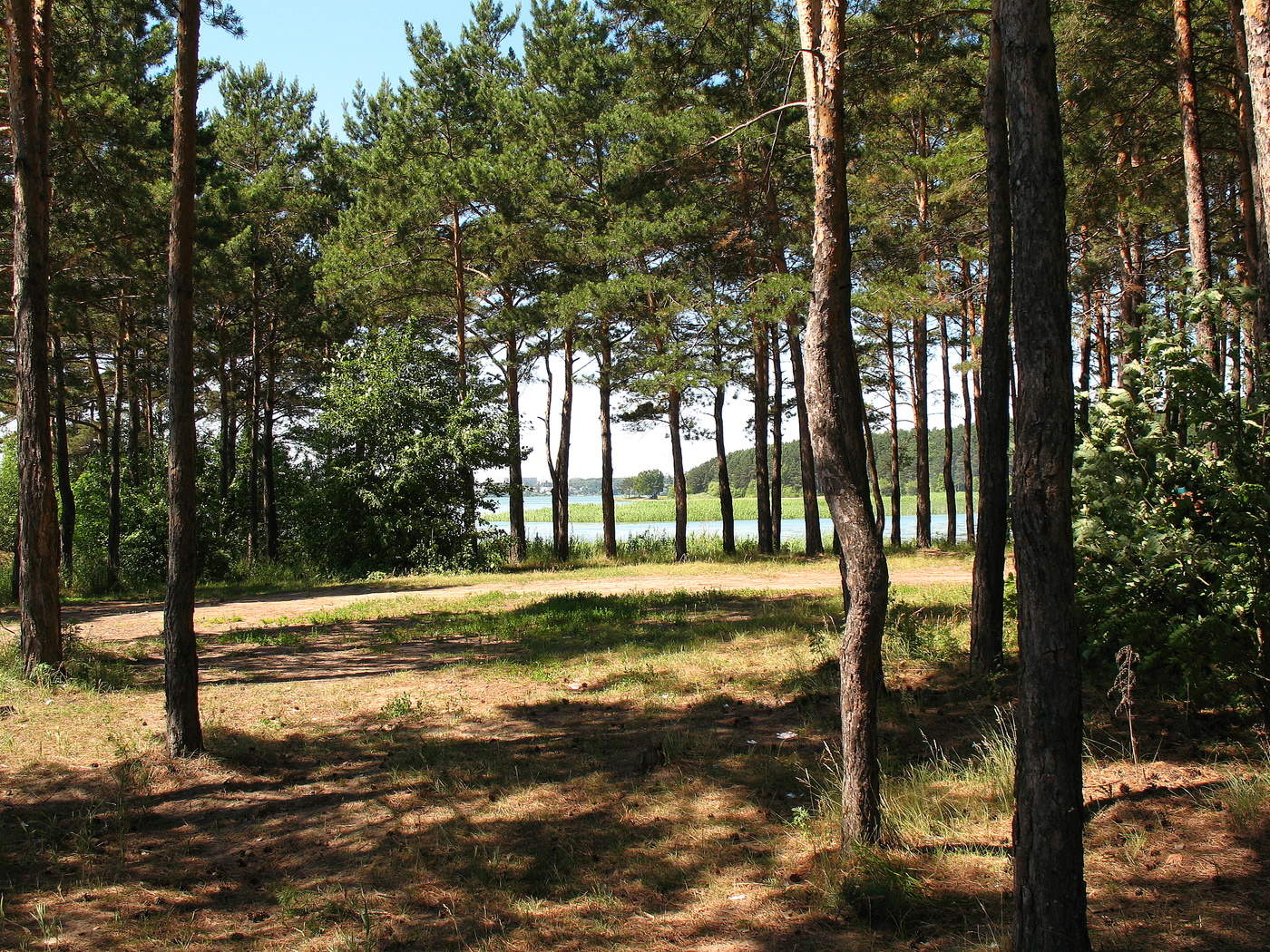 Прибрежные сосёнки