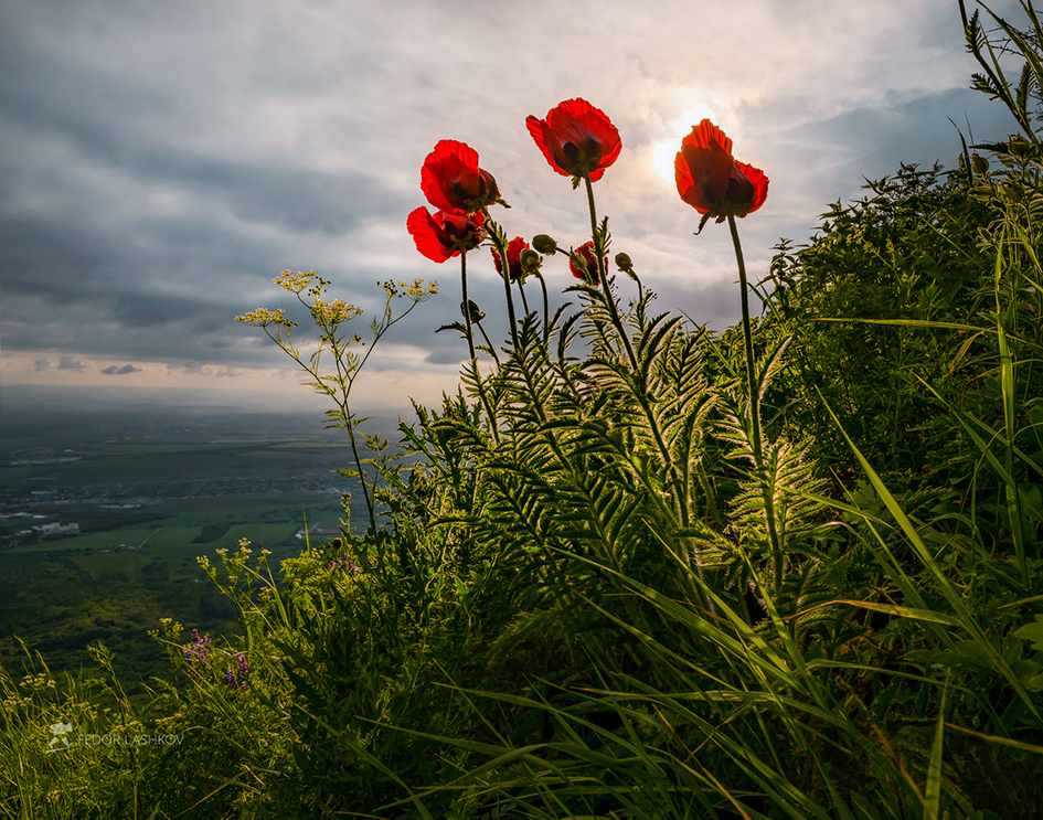 Прицветниковый мак на склоне горы Бештау