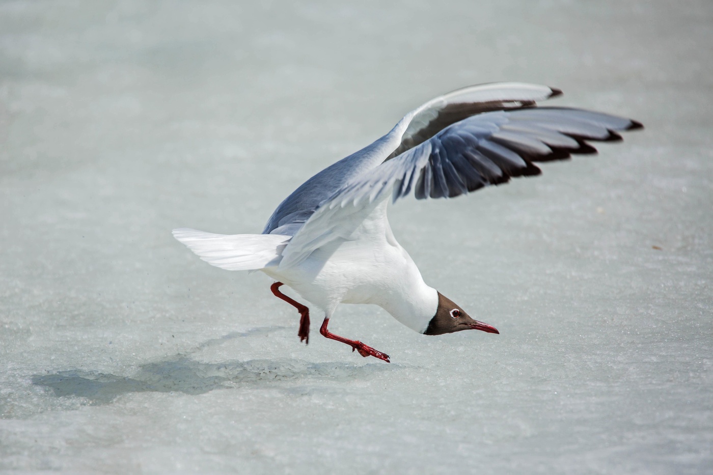 Вприпрыжку