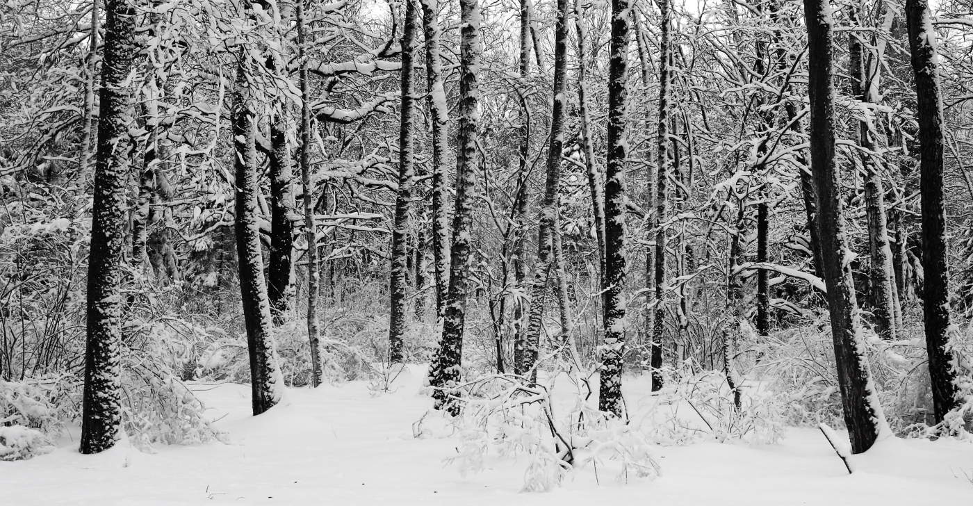 Графика Зимы.