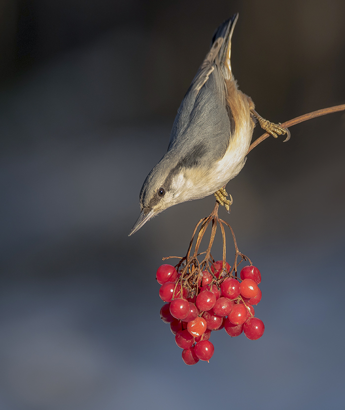 Лесная зарисовка.