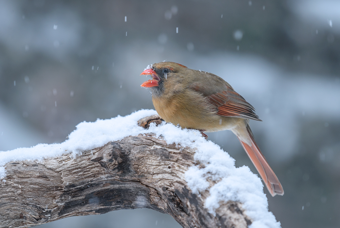 Northern Cardinal (F)