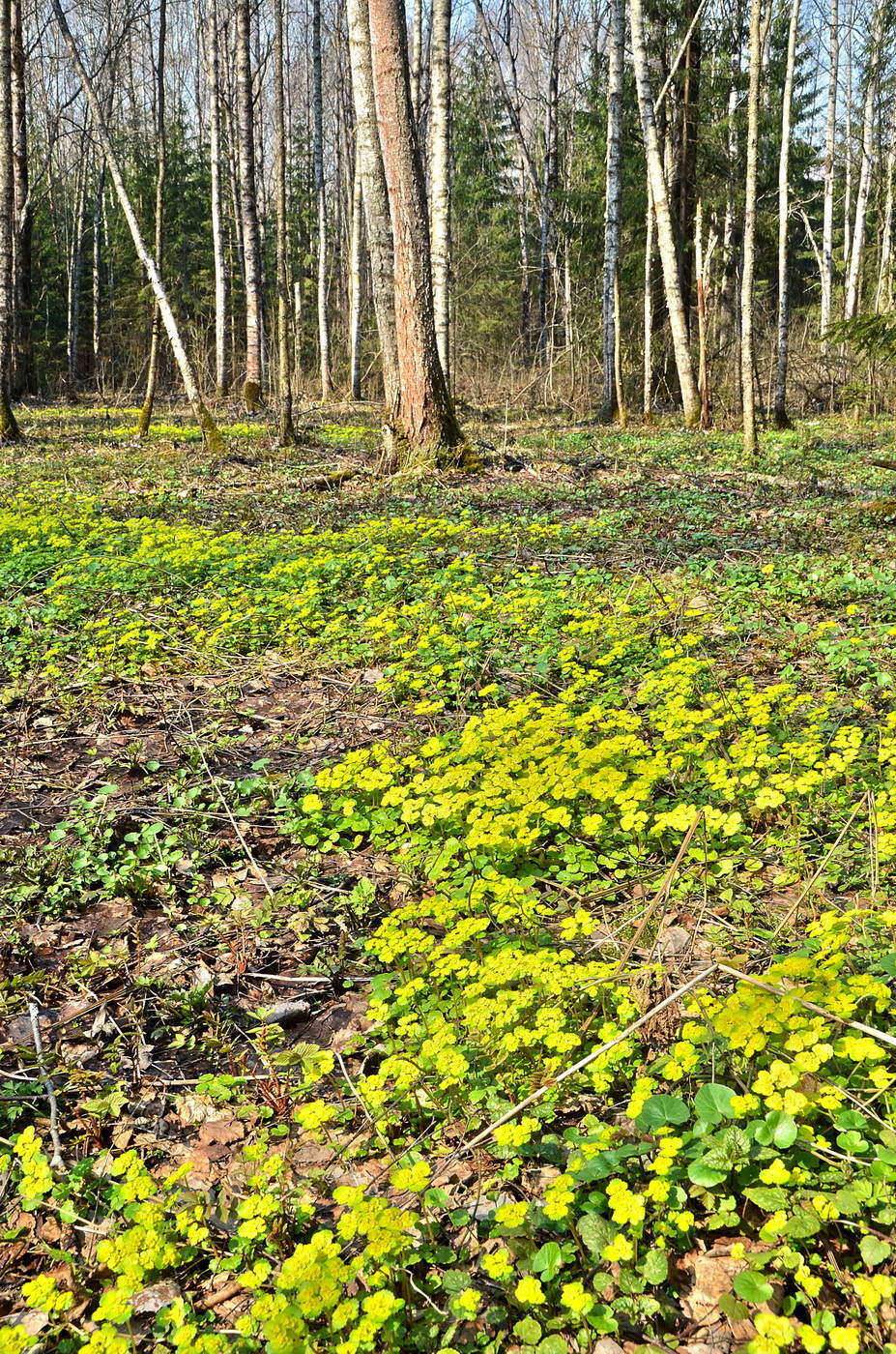 Близкое далёко