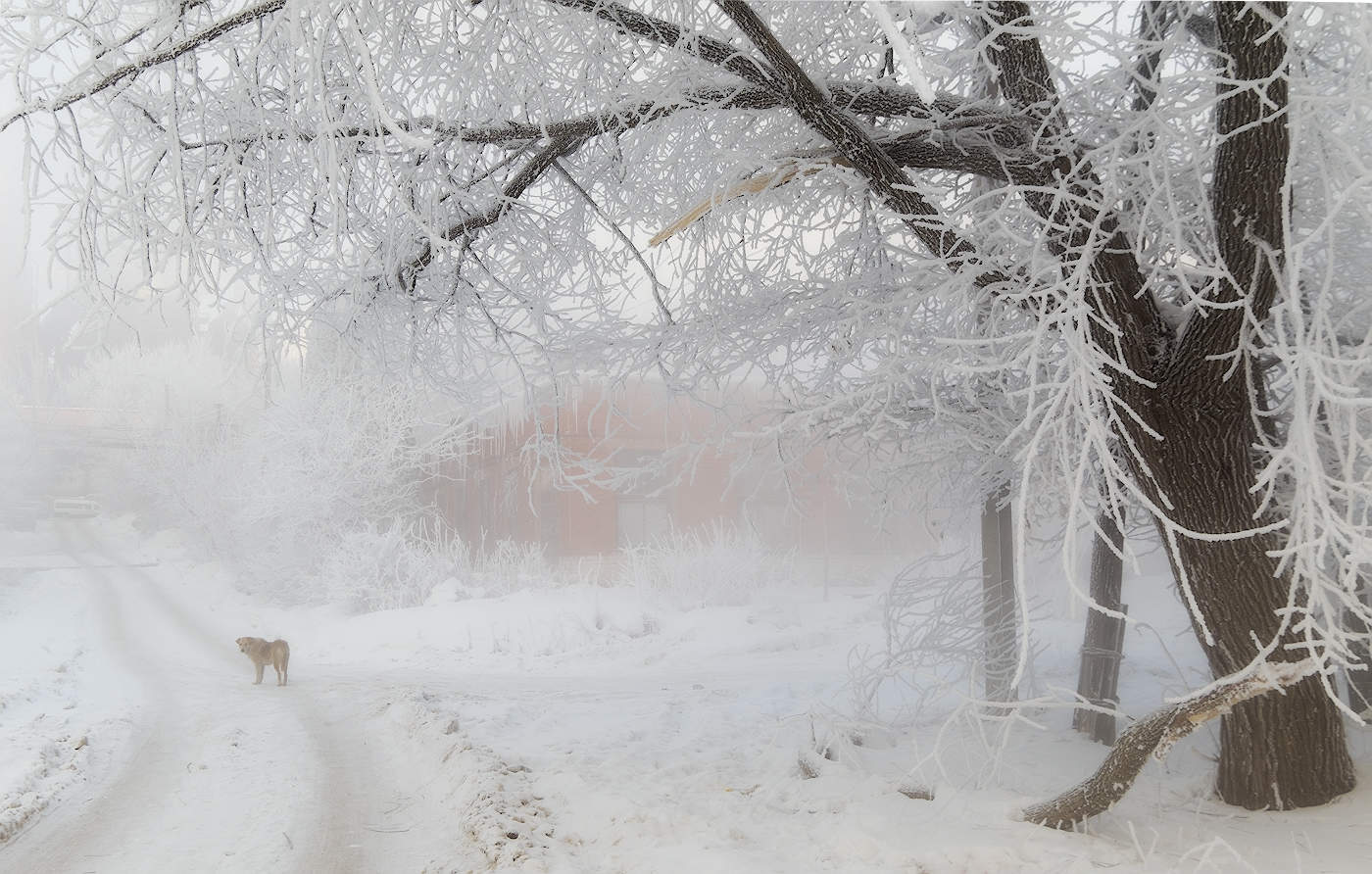 Зимняя сторожевая