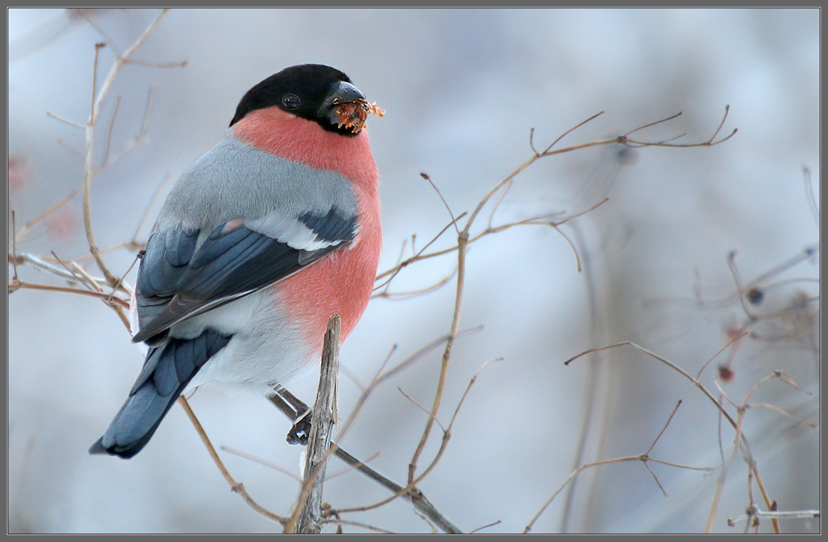 Любитель "сухофруктов"