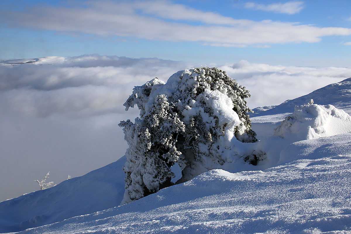 Сосна заоблачная