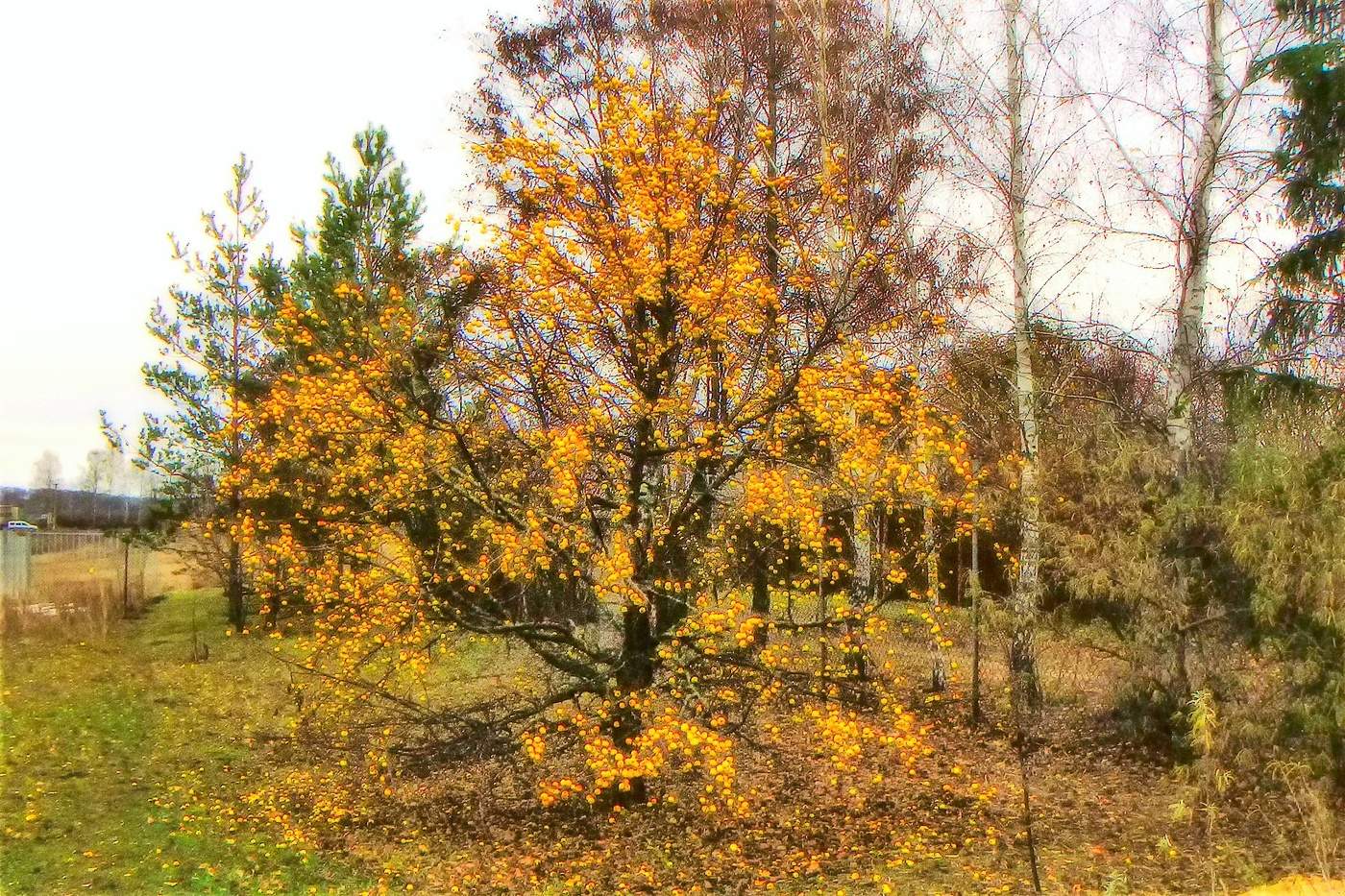 Мечта Буратино.