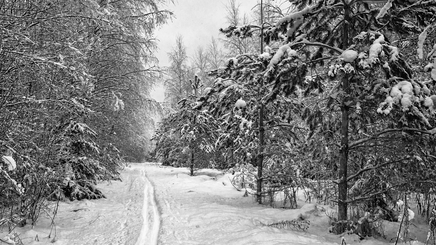 В зимнем лесу