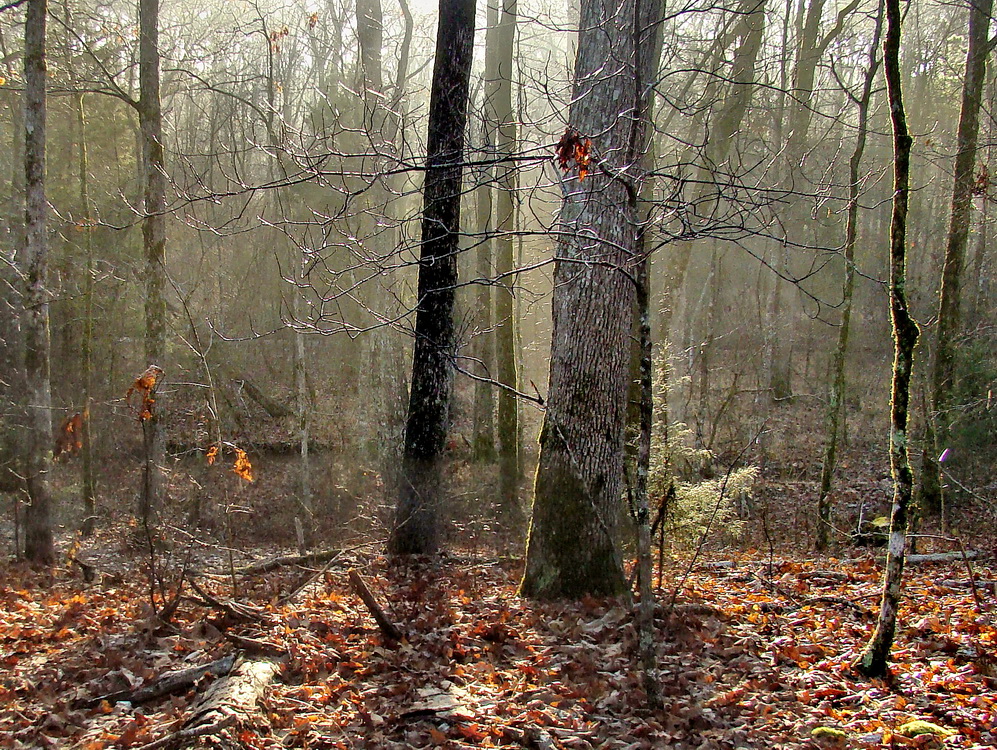 там леший бродит...