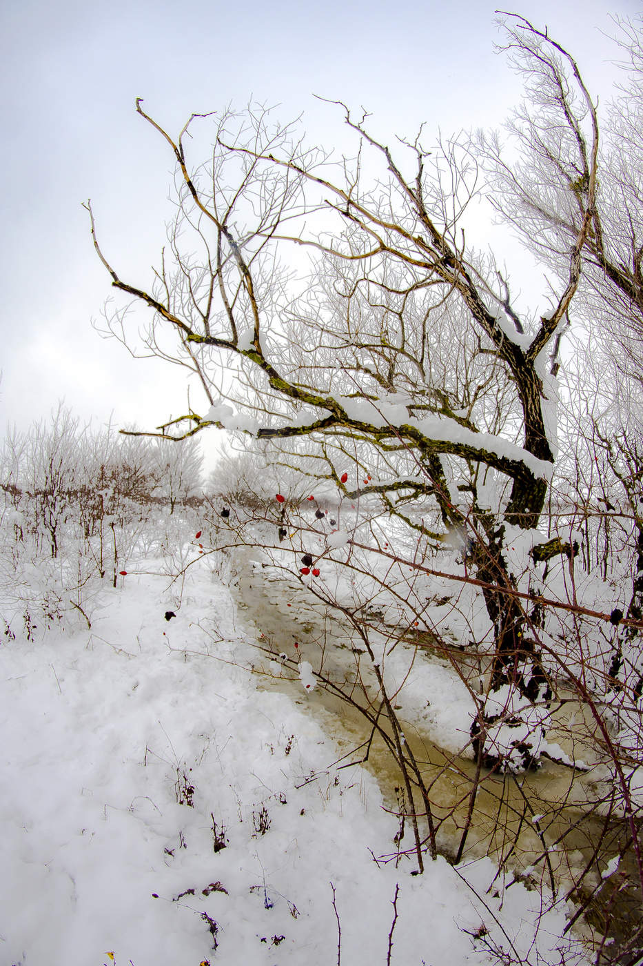 Январские проталины