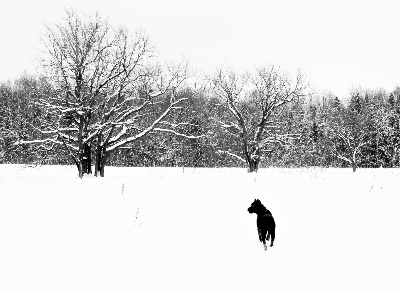 "Черное с белым - они так созвучны ..."