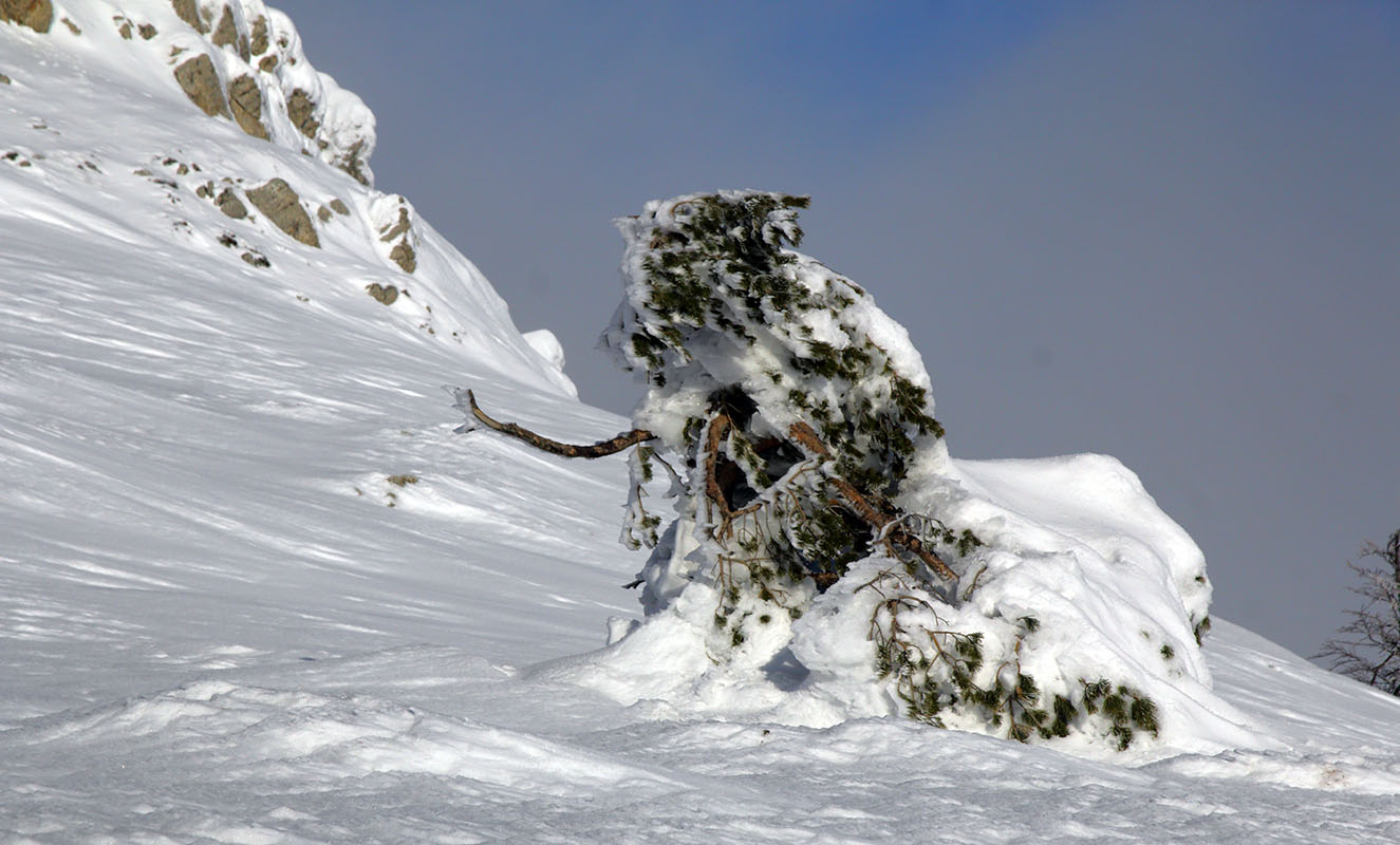 Сосна Крымская