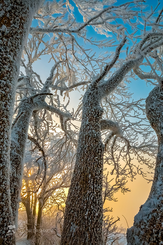 Лес на вершине горы Брык