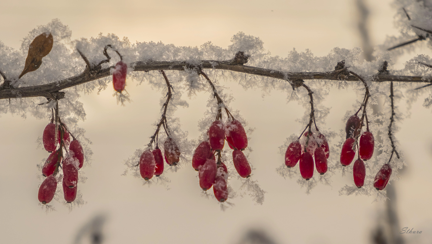 Веточка барбариса.