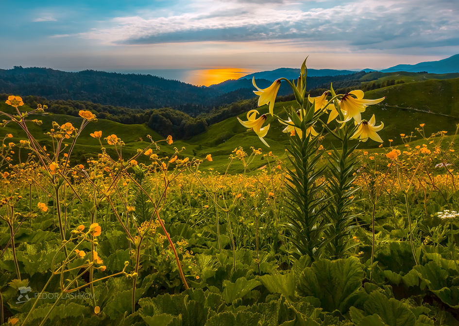 Цветут альпийские луга