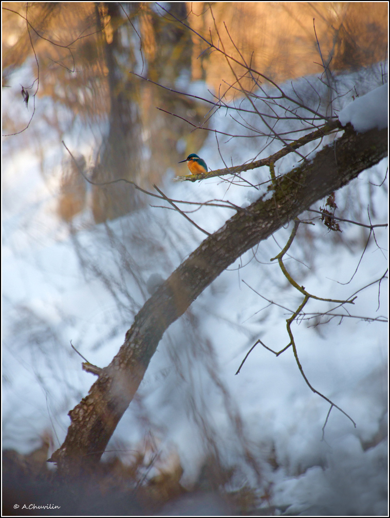 В зимнем прибрежном лесу