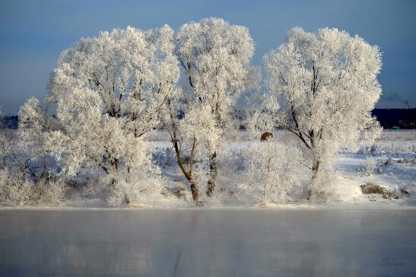 Ивы поседели.