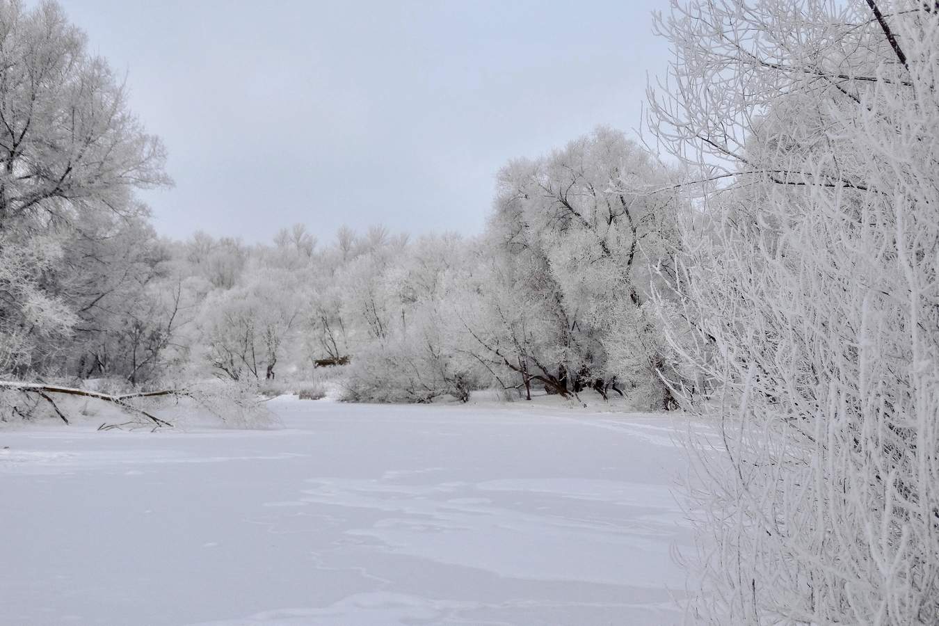 Заиденевелая природа