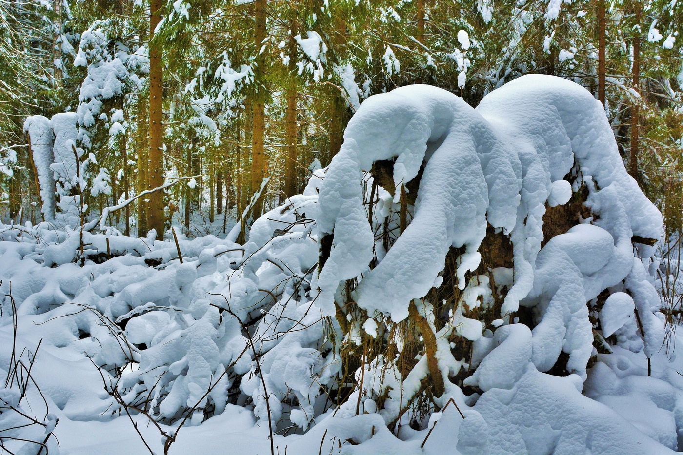 "Чародейкою Зимою околдован, лес стоит ..."