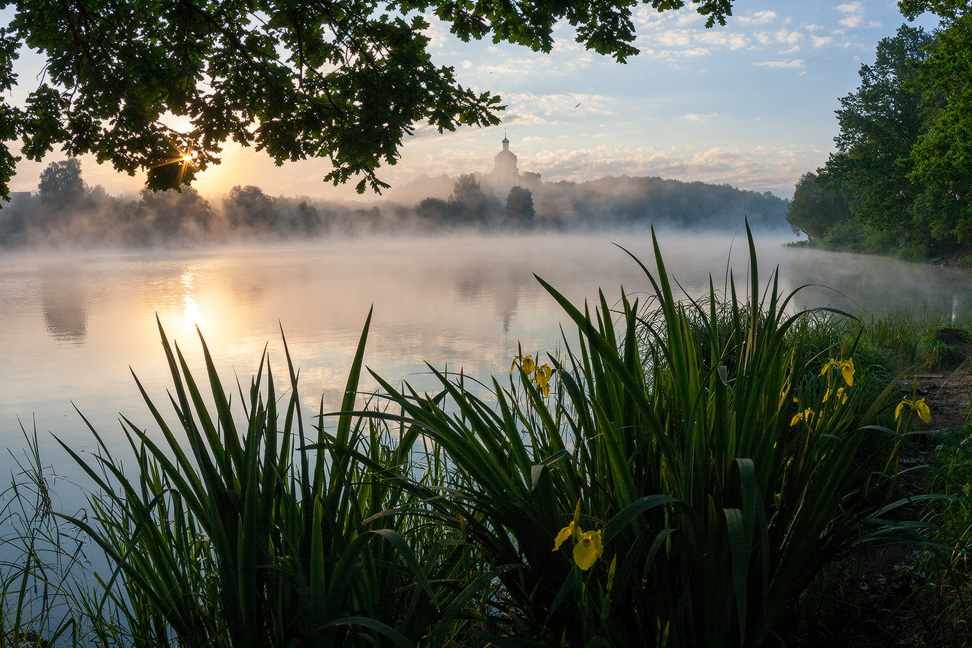 Дикие ирисы