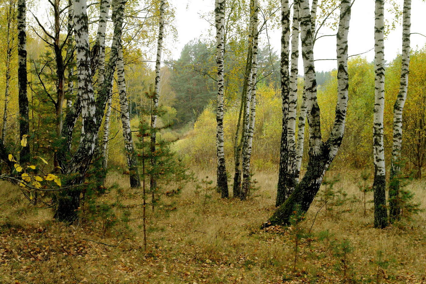 Всё оживает! Жизнь души,весны приход!