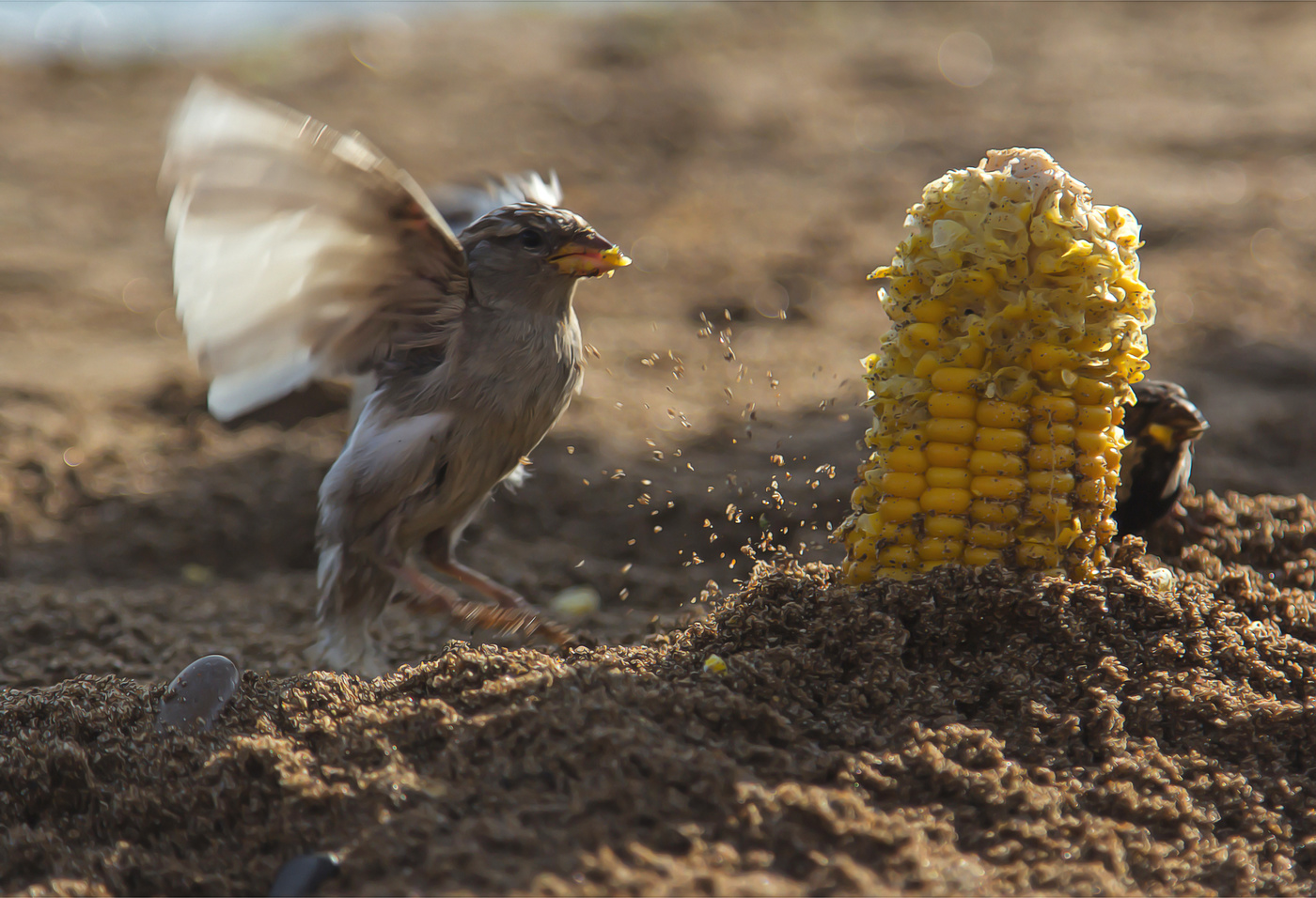 Вкусная кукурузка...