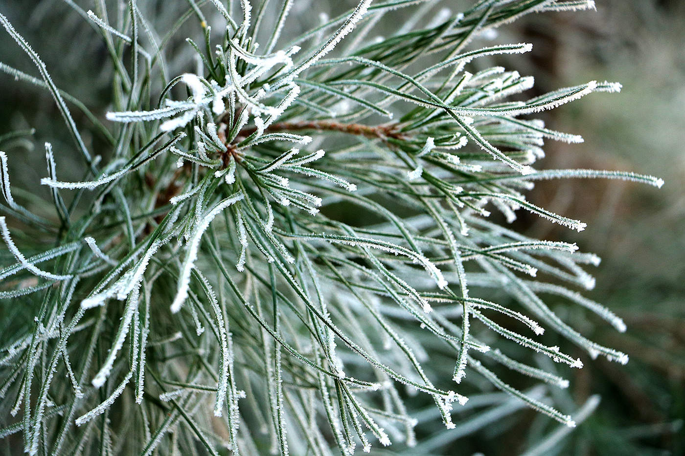 Морозная "паутина"