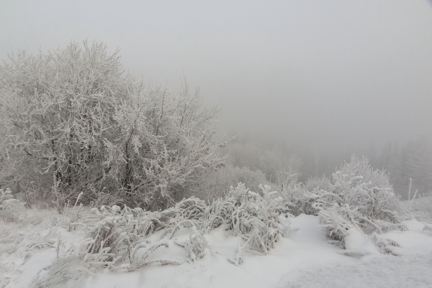 Морозное утро