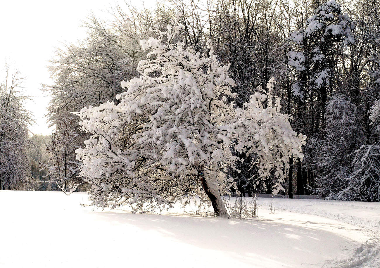 Много снега бывает