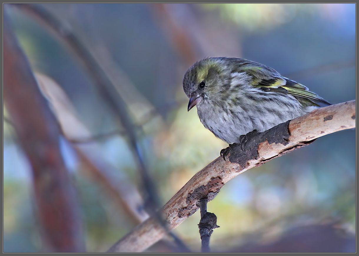 Мадам Чижикова