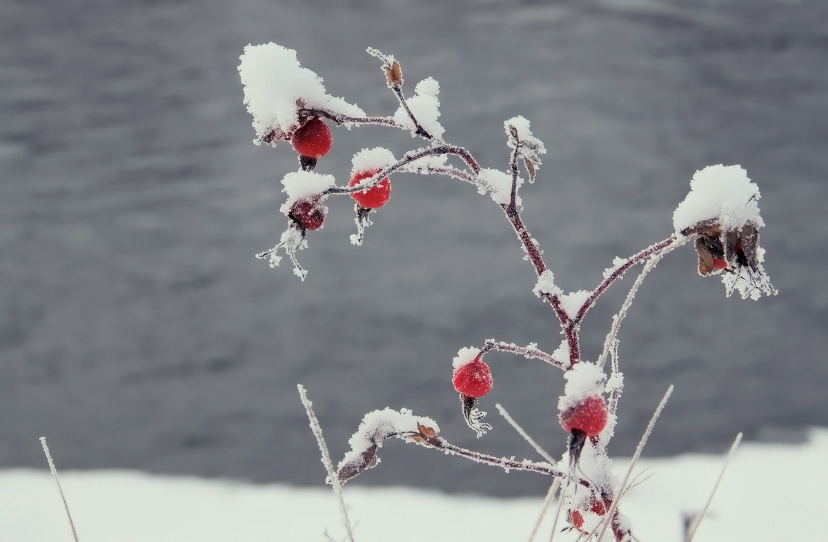 Натюрморт зимы