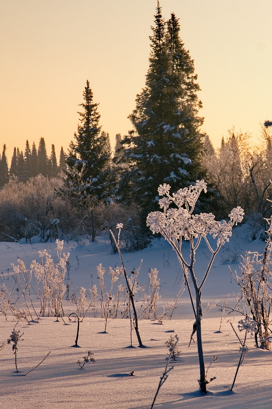 *Зимние букеты.**